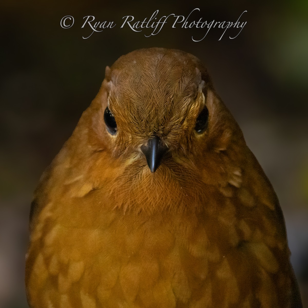 urubambamaurpitta - ML643767579