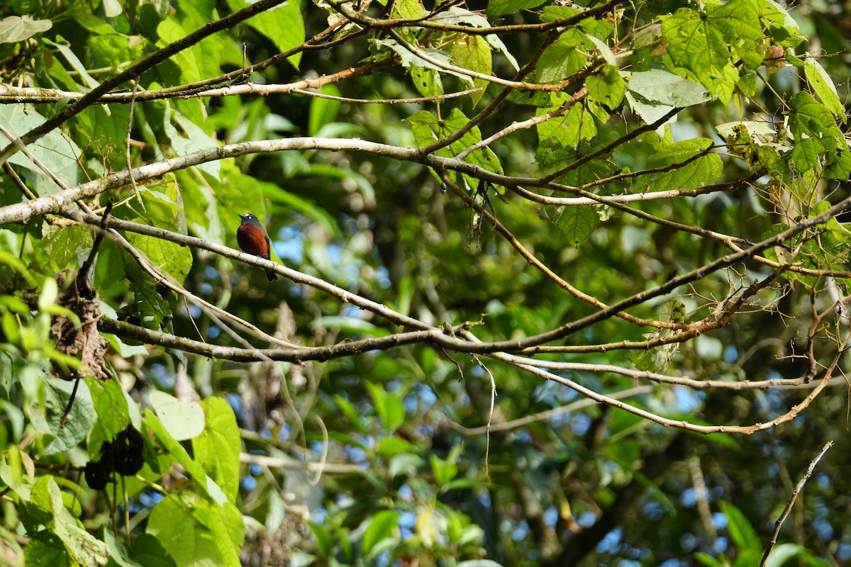 Cauca Guan - ML643767583