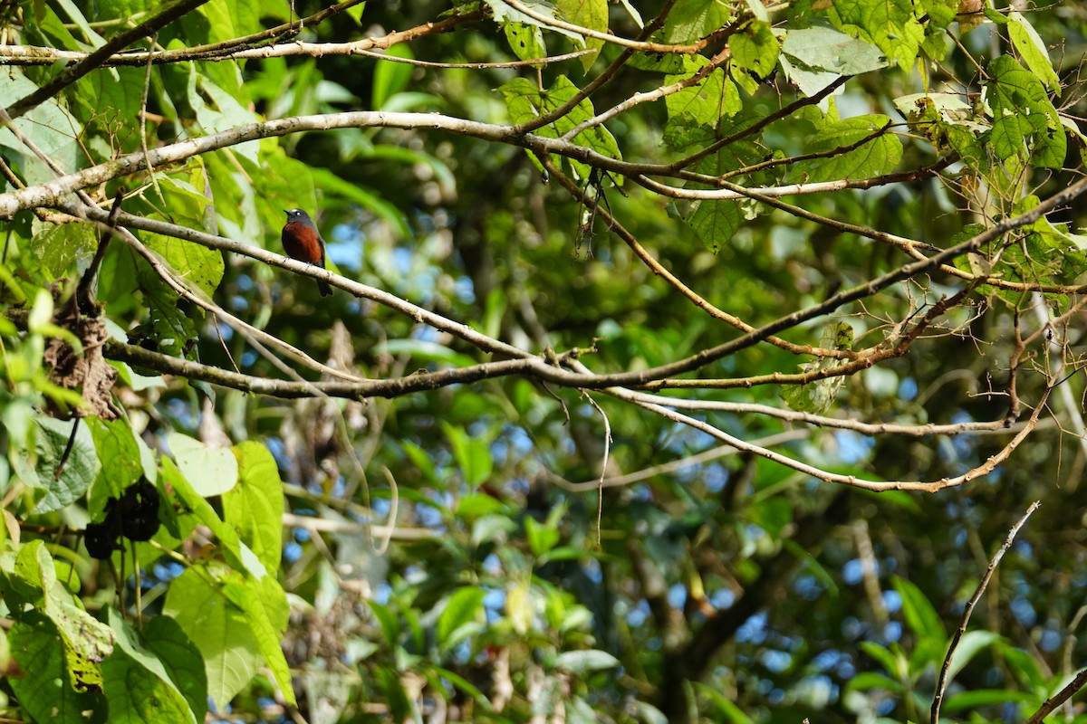 Chestnut-bellied Chat-Tyrant - ML643767584
