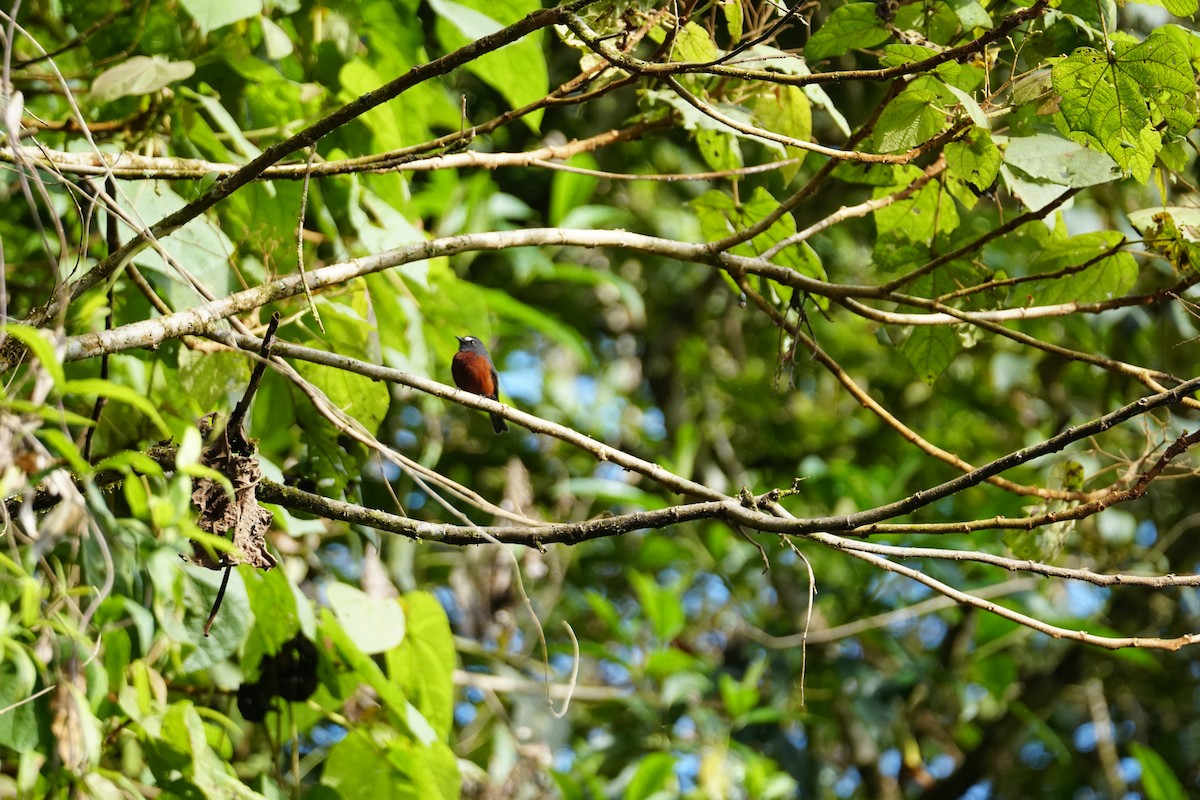 Chestnut-bellied Chat-Tyrant - ML643767585