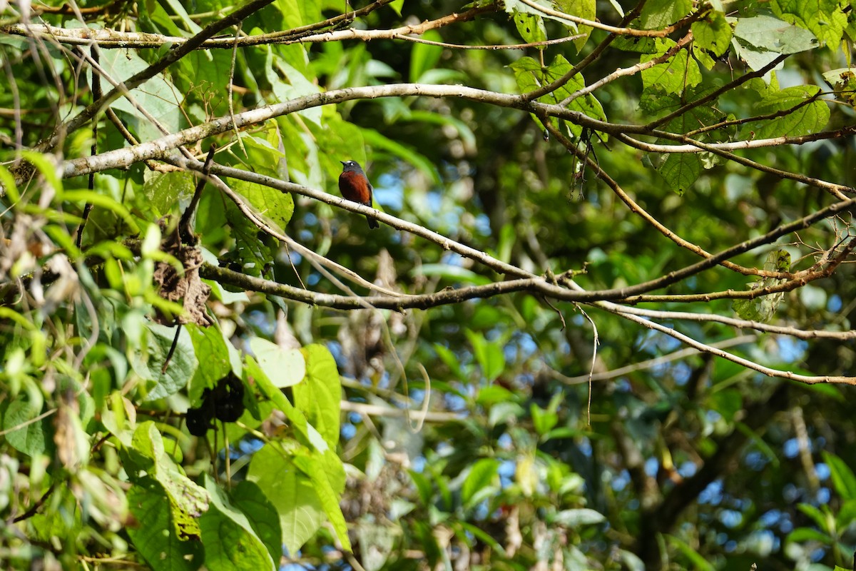 Cauca Guan - ML643767586