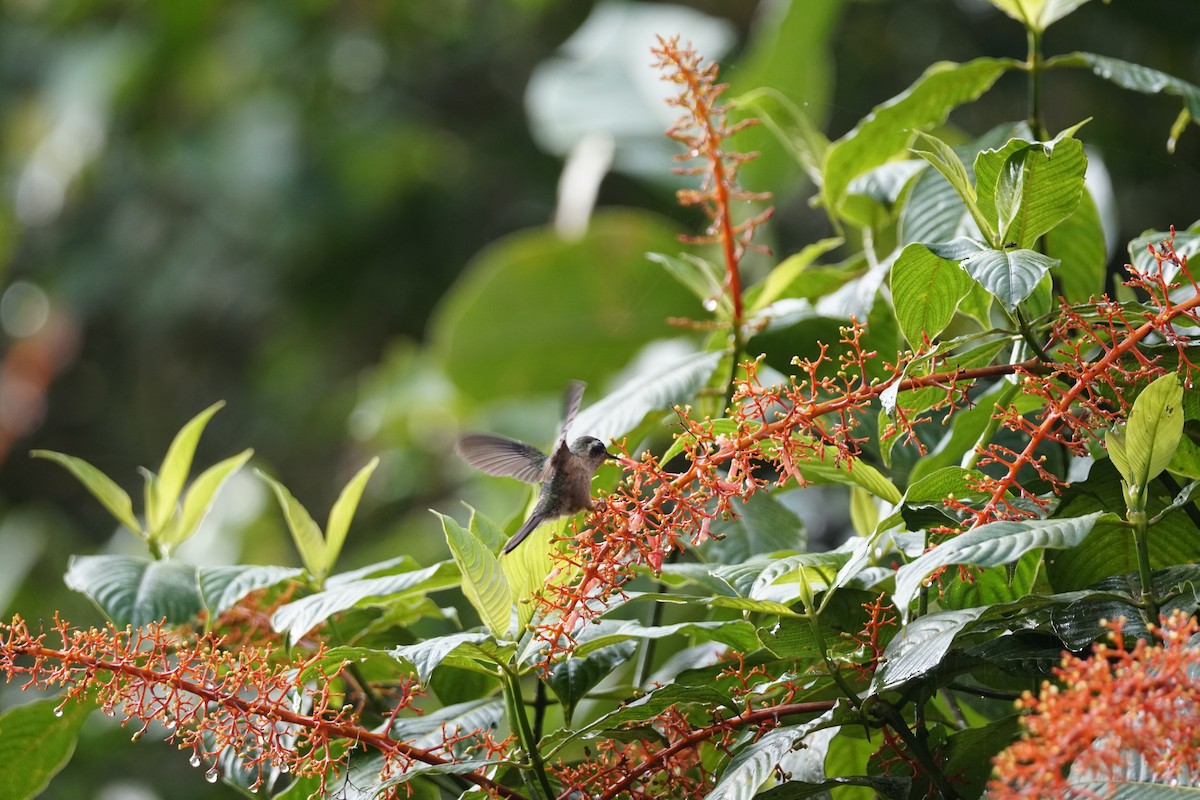 Cauca Guan - ML643767587