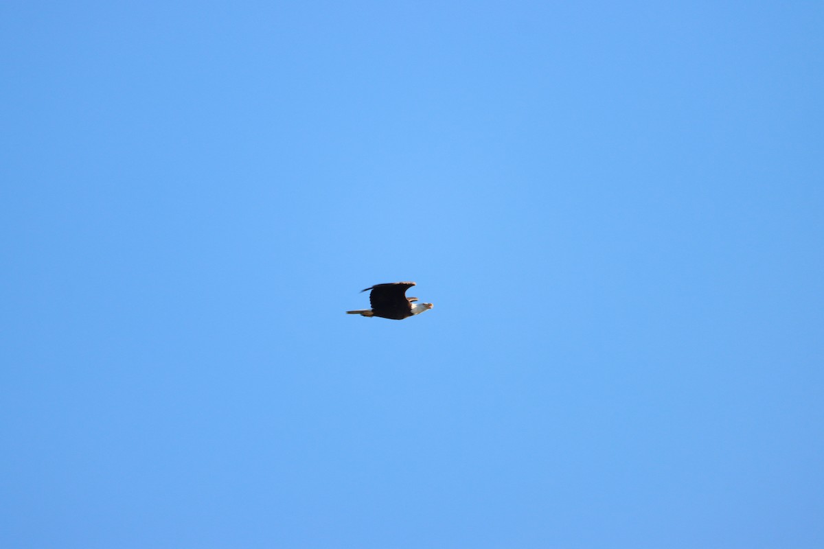 Bald Eagle - ML643767589