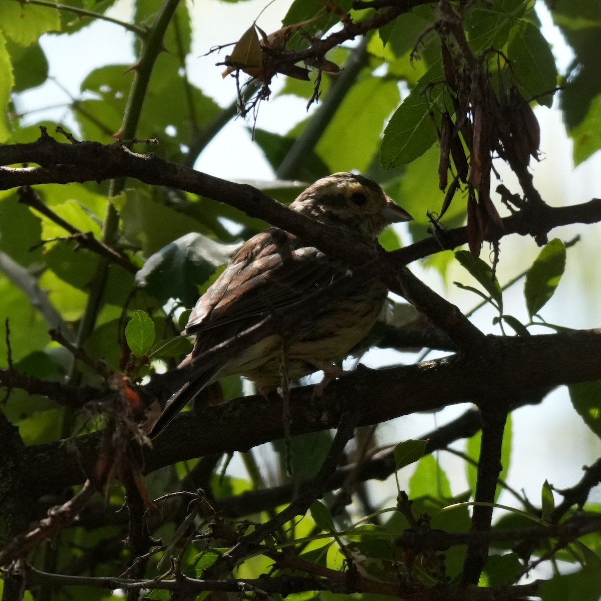 Cirl Bunting - ML643767590