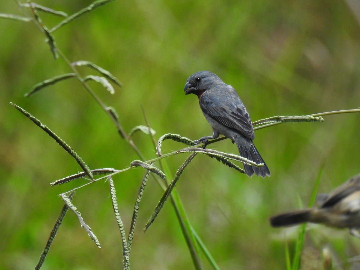 Chestnut-bellied Seedeater - ML643767593