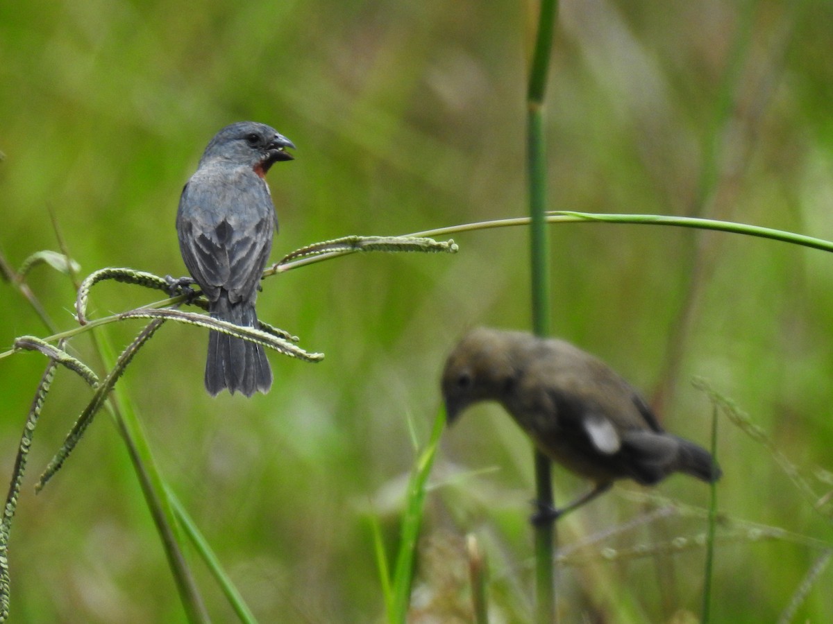Chestnut-bellied Seedeater - ML643767602