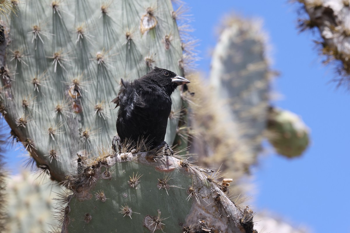 Common Cactus-Finch - ML643767605