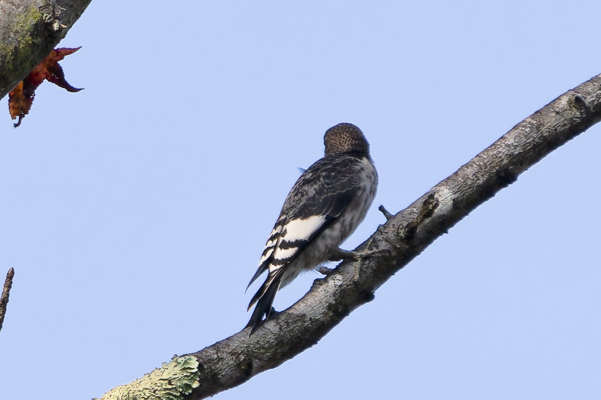 Red-headed Woodpecker - ML643767608