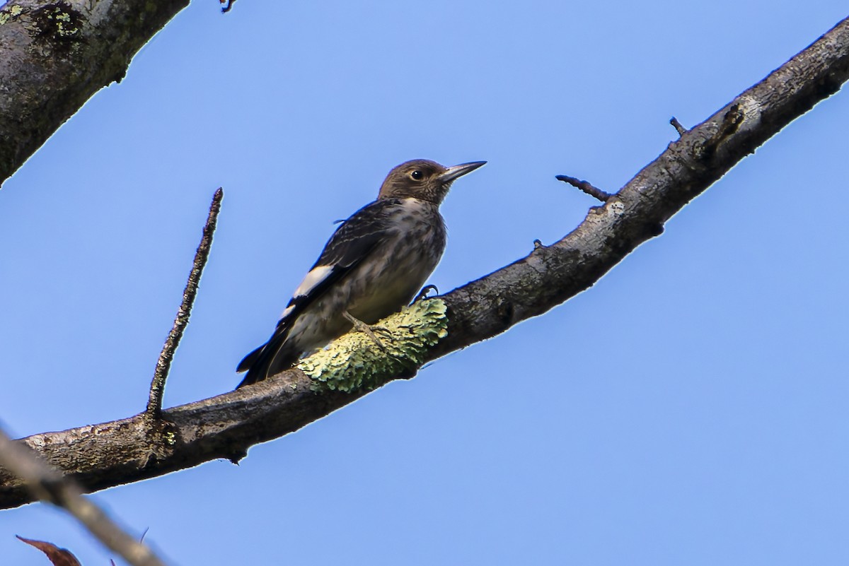 Red-headed Woodpecker - ML643767609