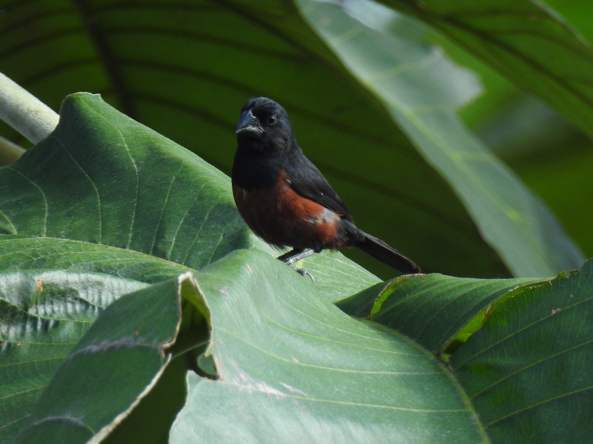 Chestnut-bellied Seed-Finch - ML643767612