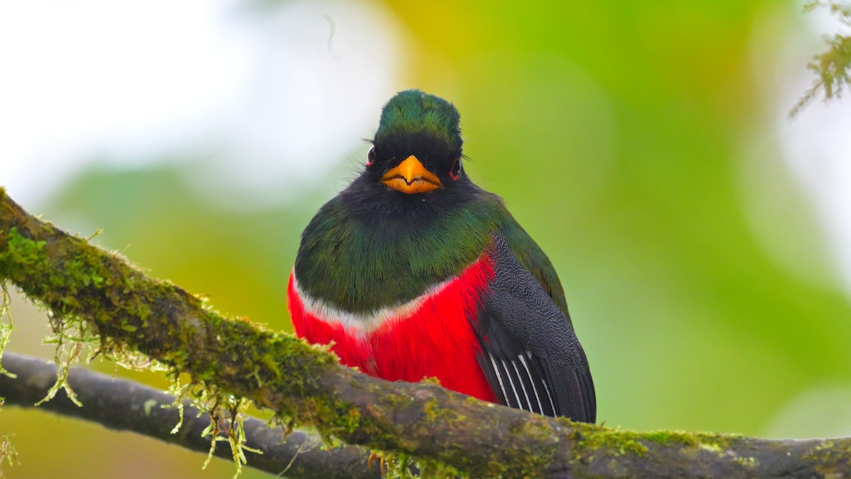 Masked Trogon - ML643767613