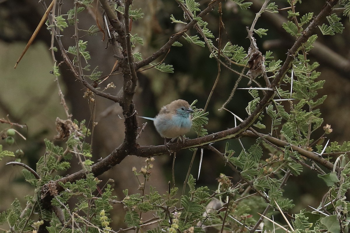 Southern Cordonbleu - ML643767616