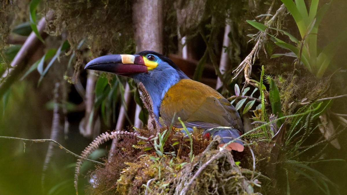 Plate-billed Mountain-Toucan - ML643767620