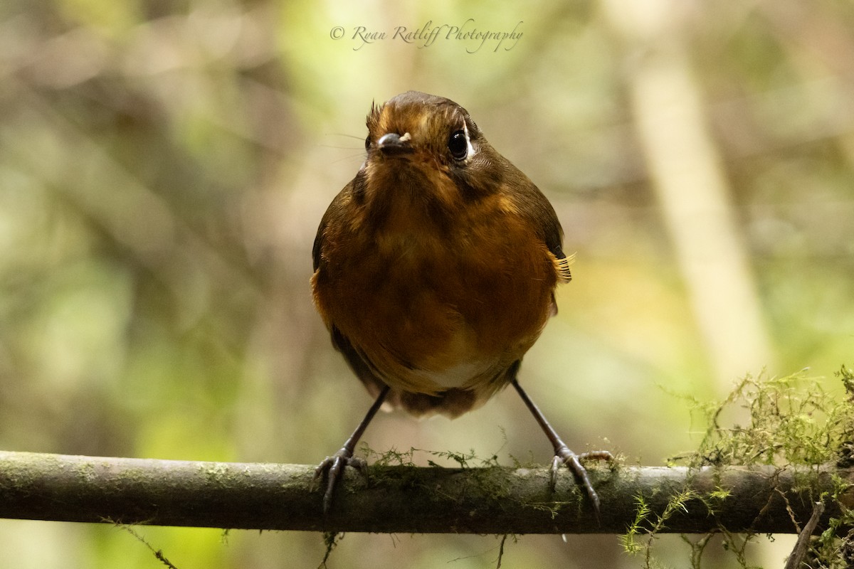 Leymebamba Antpitta - ML643767621