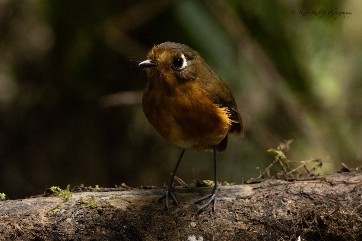 Leymebamba Antpitta - ML643767622