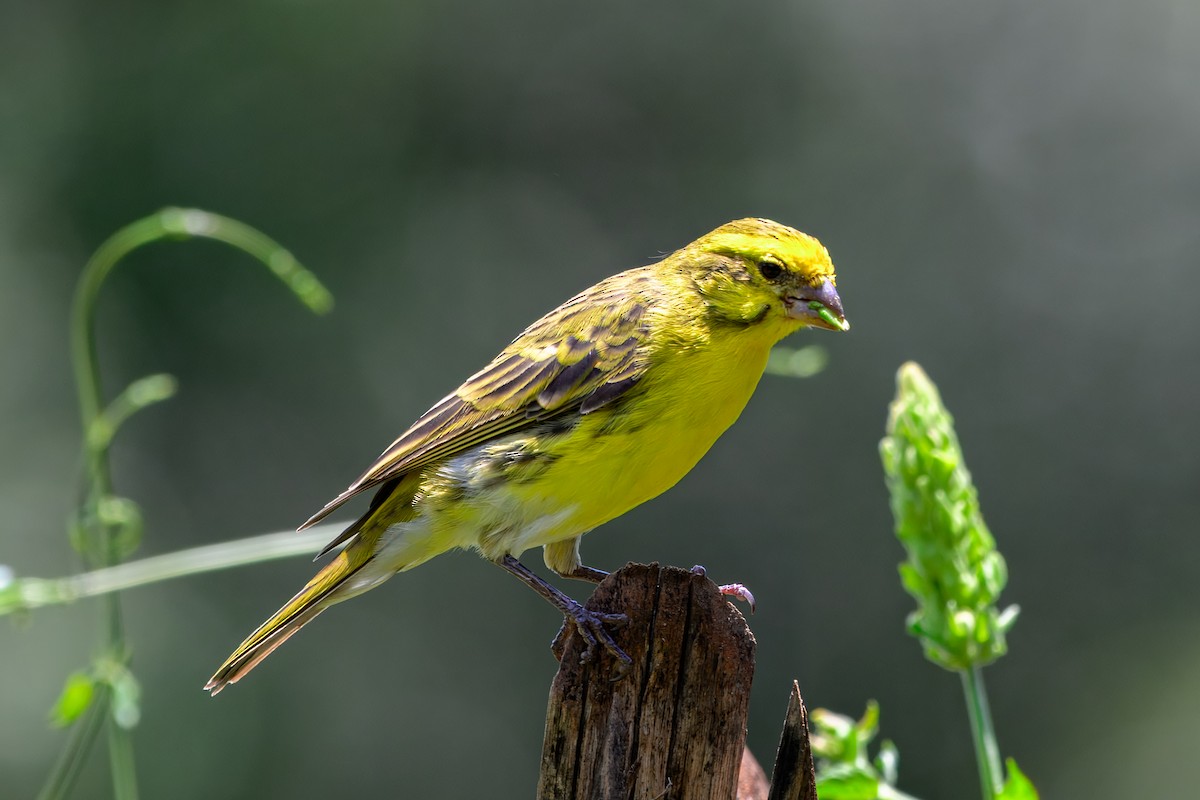 White-bellied Canary - ML643767623