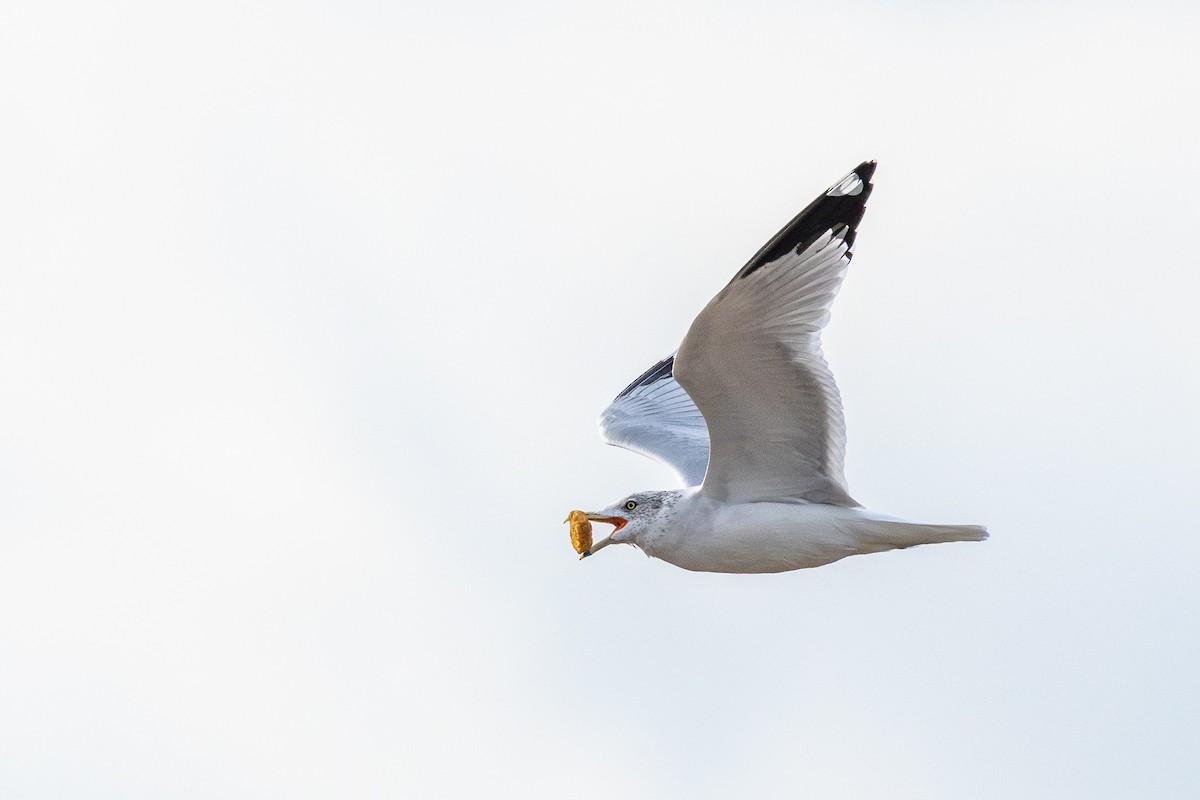 Ring-billed Gull - ML643767627