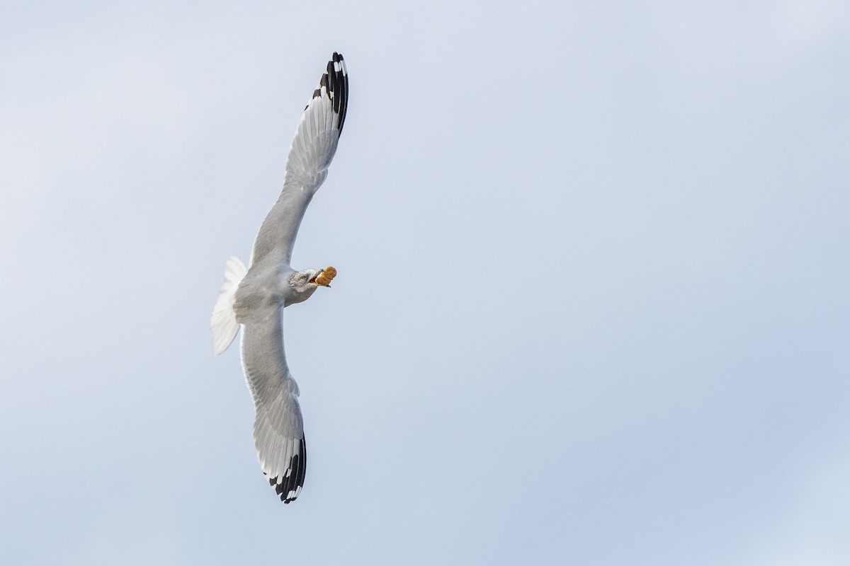 Ring-billed Gull - ML643767628