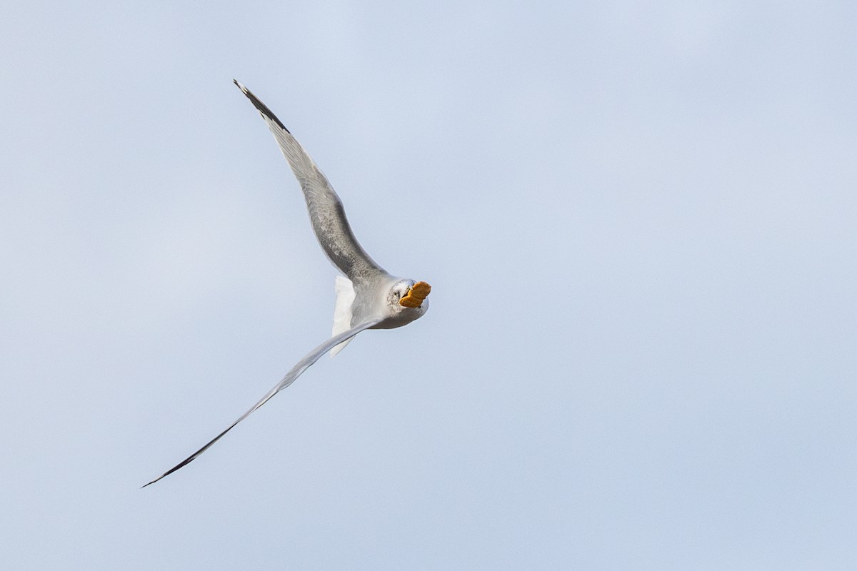 Ring-billed Gull - ML643767629