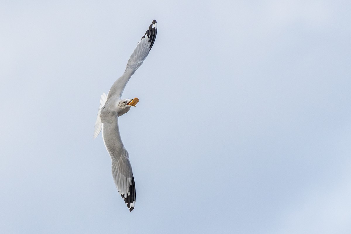 Ring-billed Gull - ML643767630
