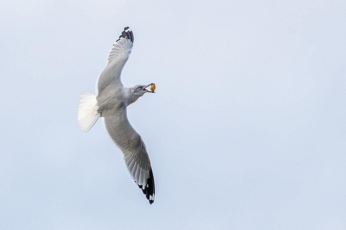Ring-billed Gull - ML643767631