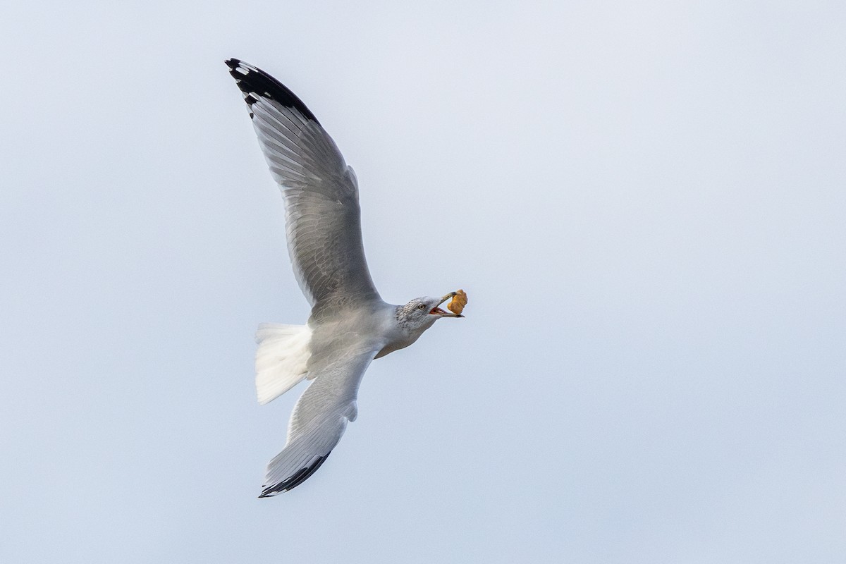 Ring-billed Gull - ML643767632