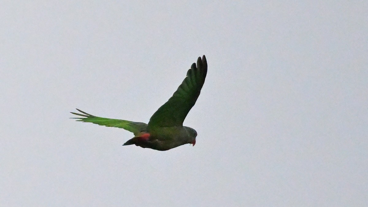 Red-billed Parrot - ML643767633