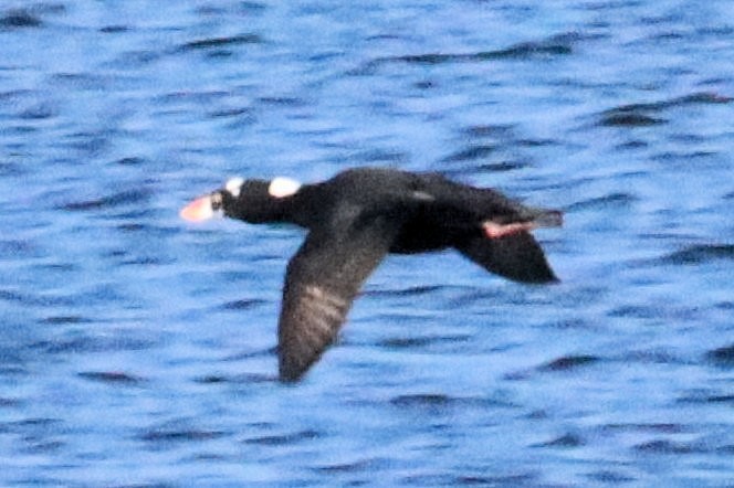 Surf Scoter - ML643767635