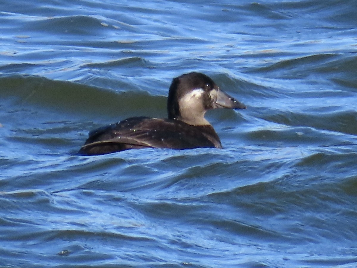 Surf Scoter - ML643767637