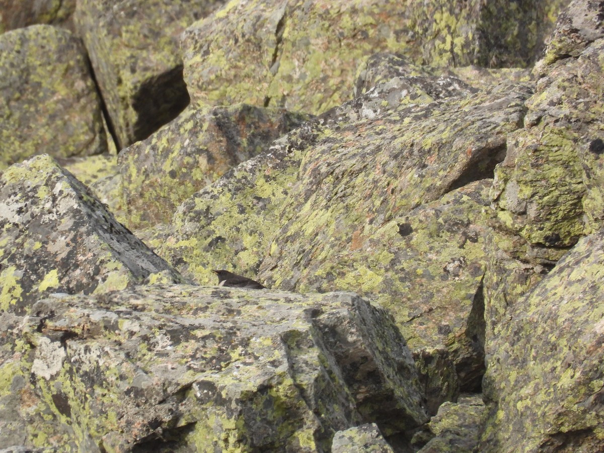 Ring Ouzel - ML643767640