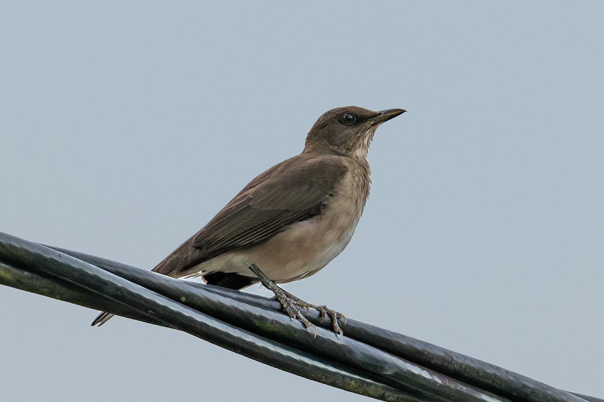 Black-billed Thrush - ML643767642