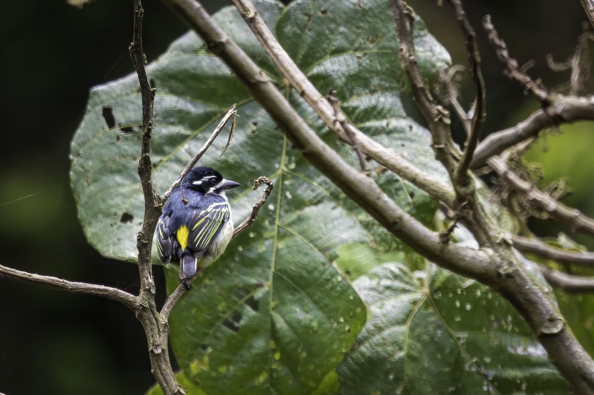 Yellow-rumped Tinkerbird - ML643767683