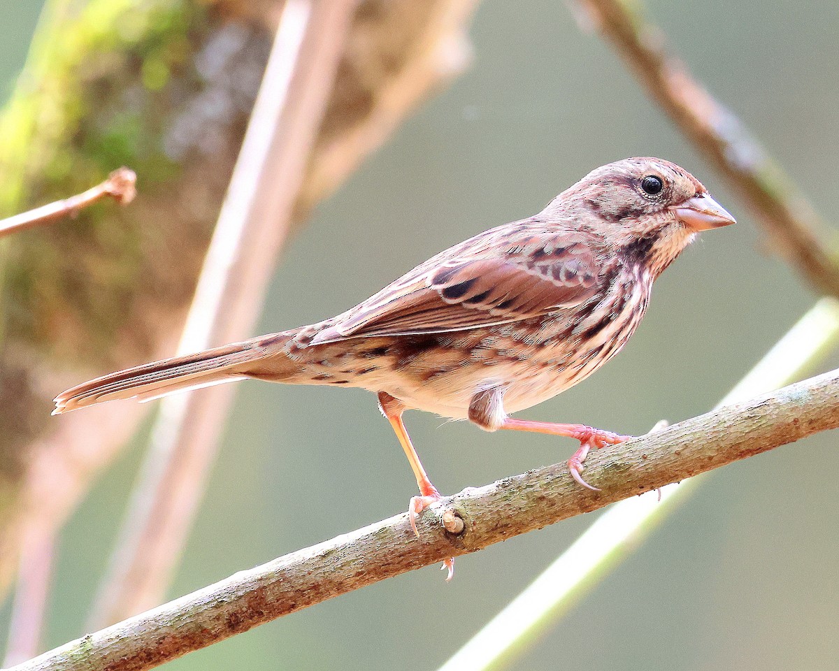 Song Sparrow - ML643767688