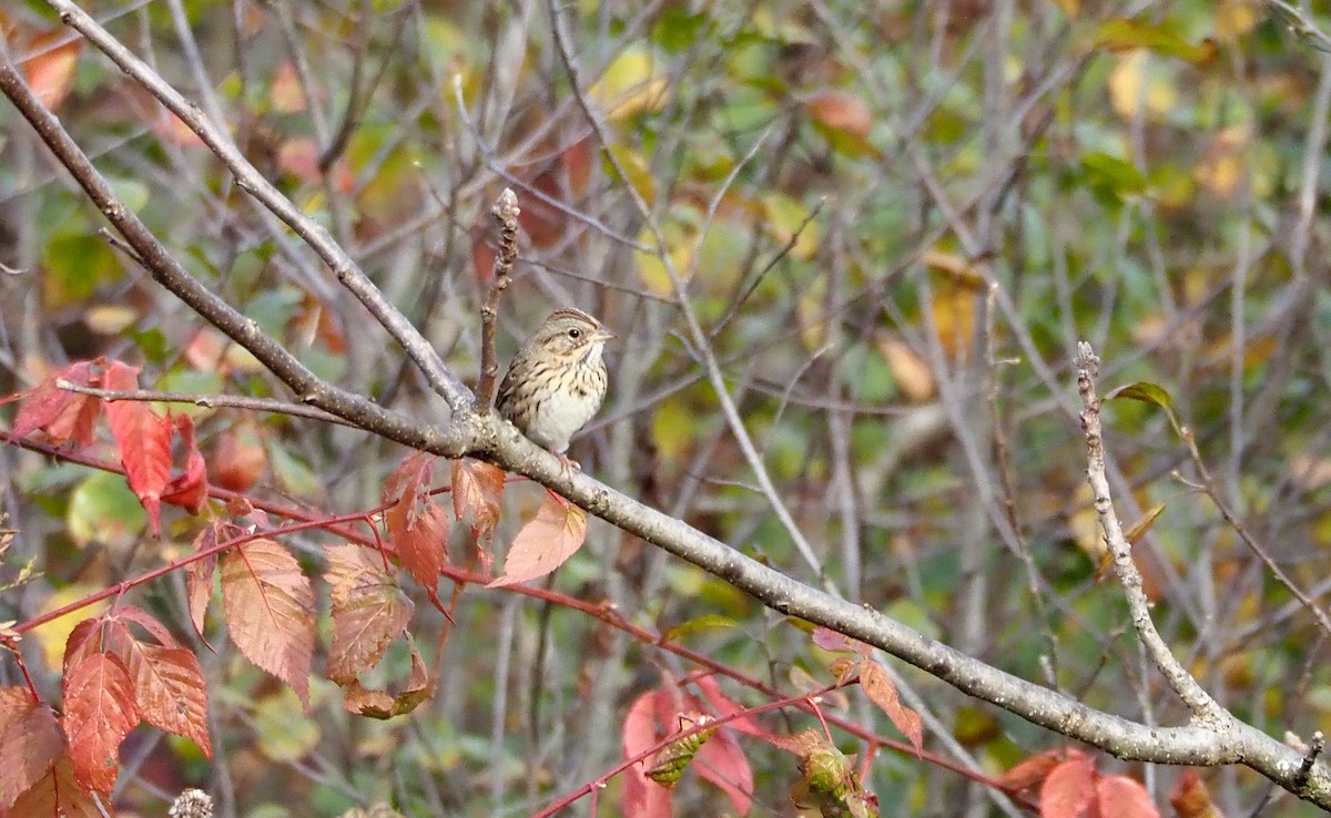 strnadec pruhohlavý - ML643767705