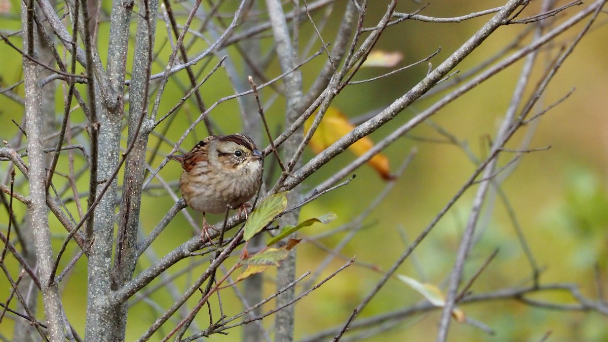 Swamp Sparrow - ML643767711