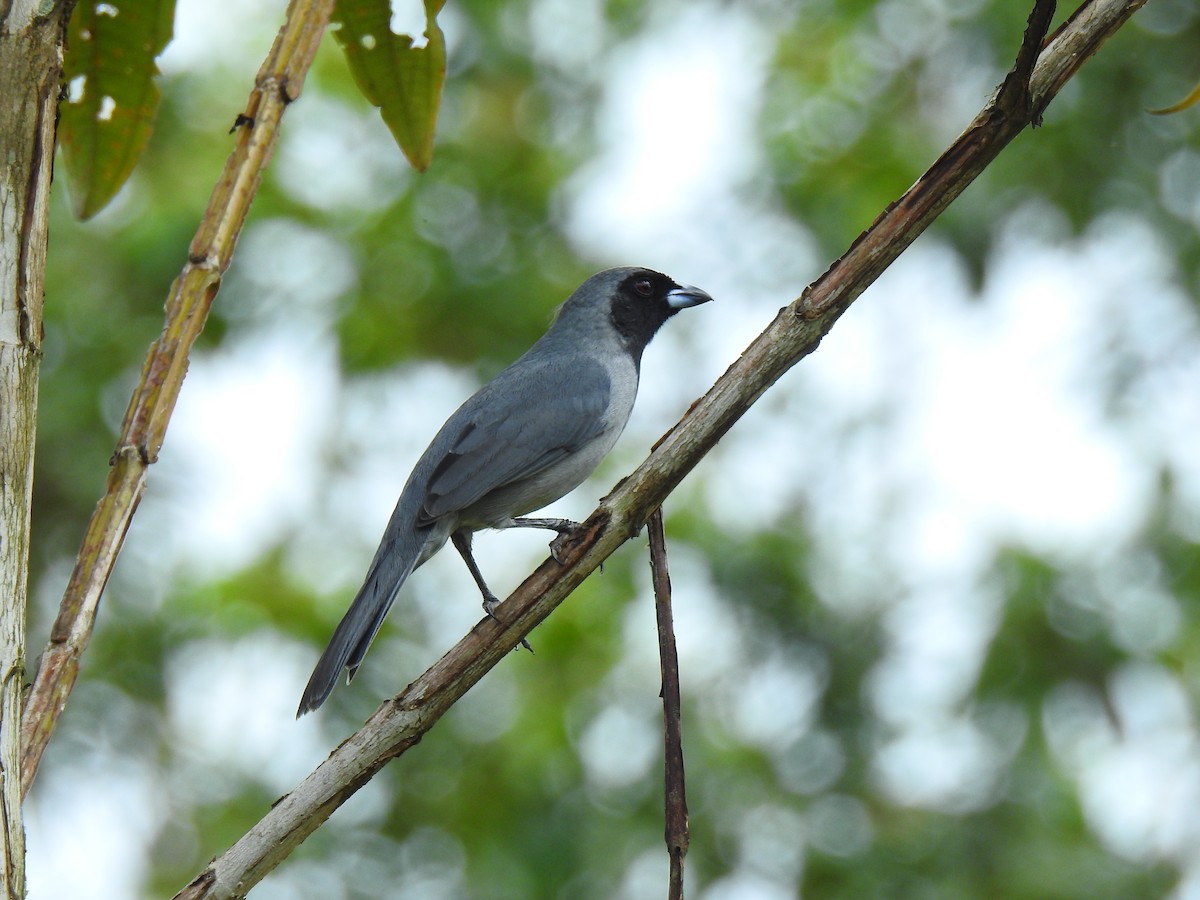 Чернолицая танагра - ML643767712