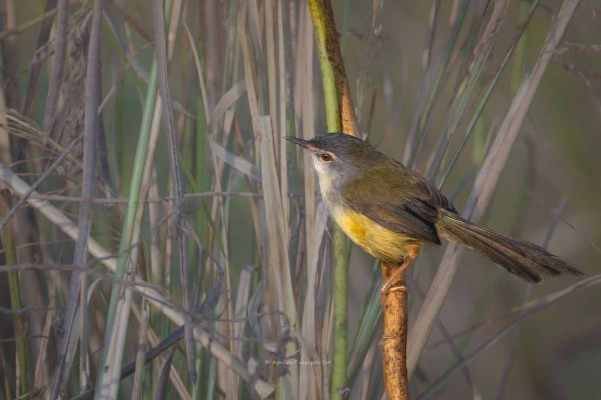 Prinia à ventre jaune - ML643767717