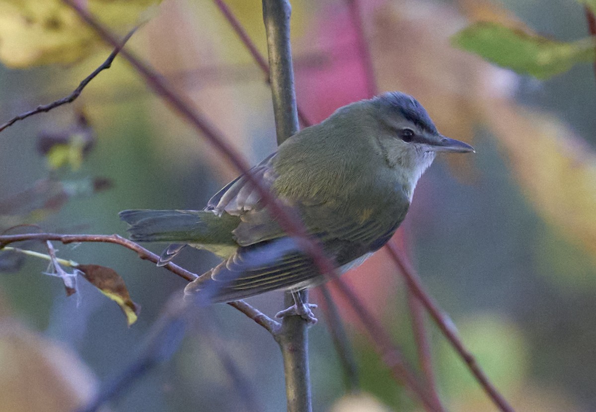 Red-eyed Vireo - ML643767722
