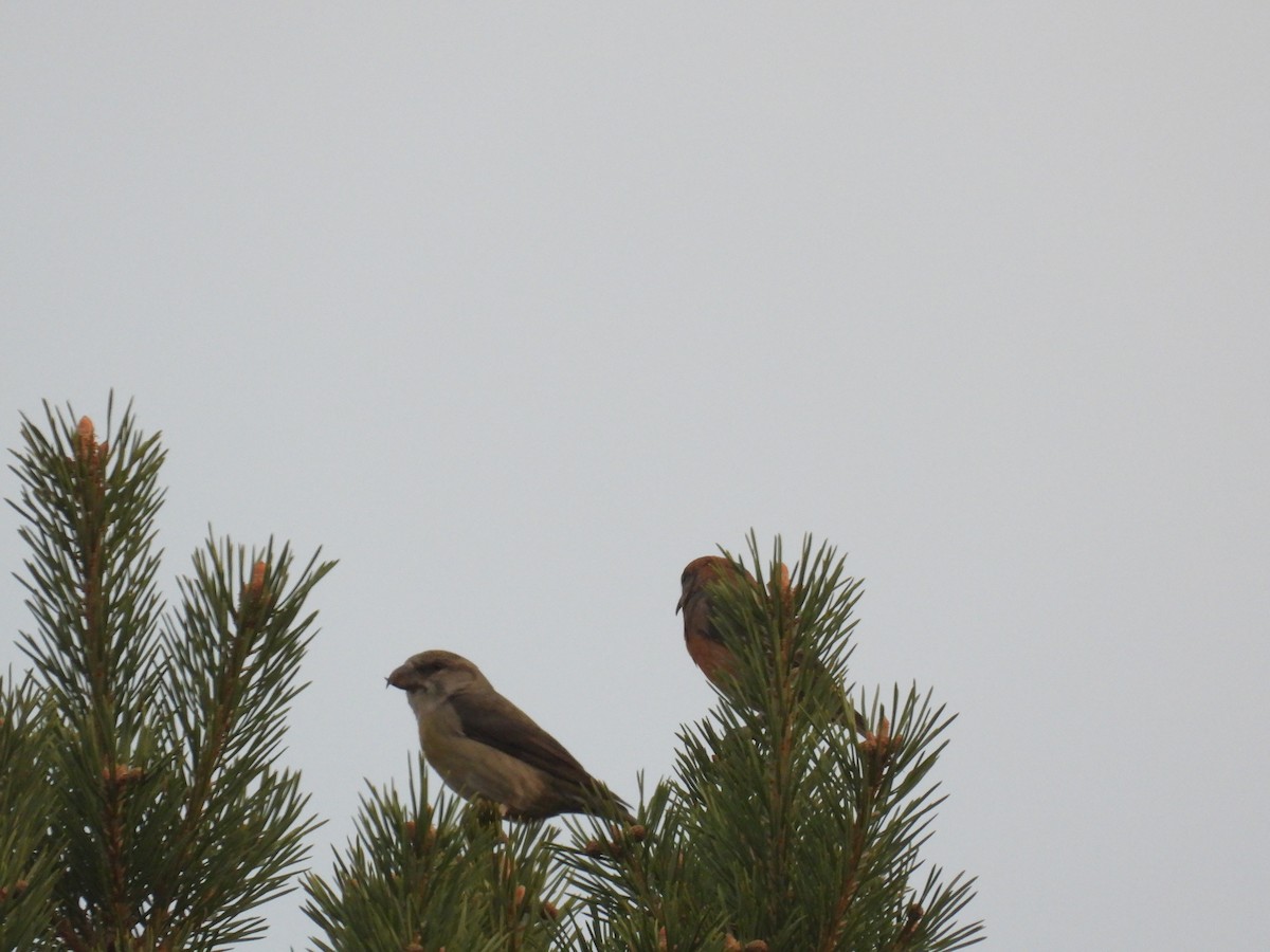 Red Crossbill - ML643767724