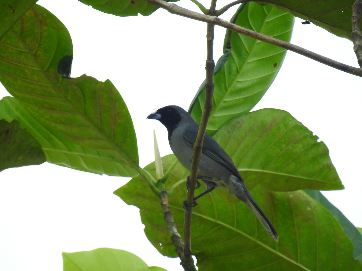 Чернолицая танагра - ML643767727