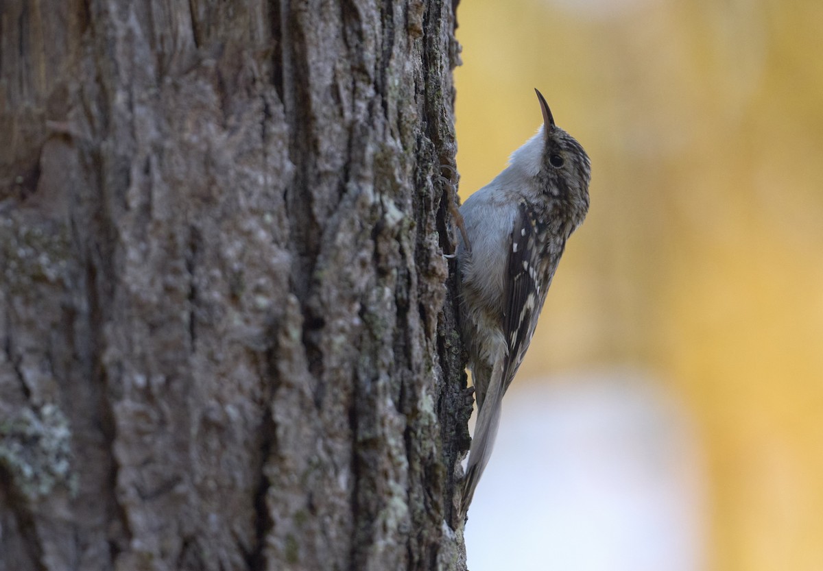 Brown Creeper - ML643767740