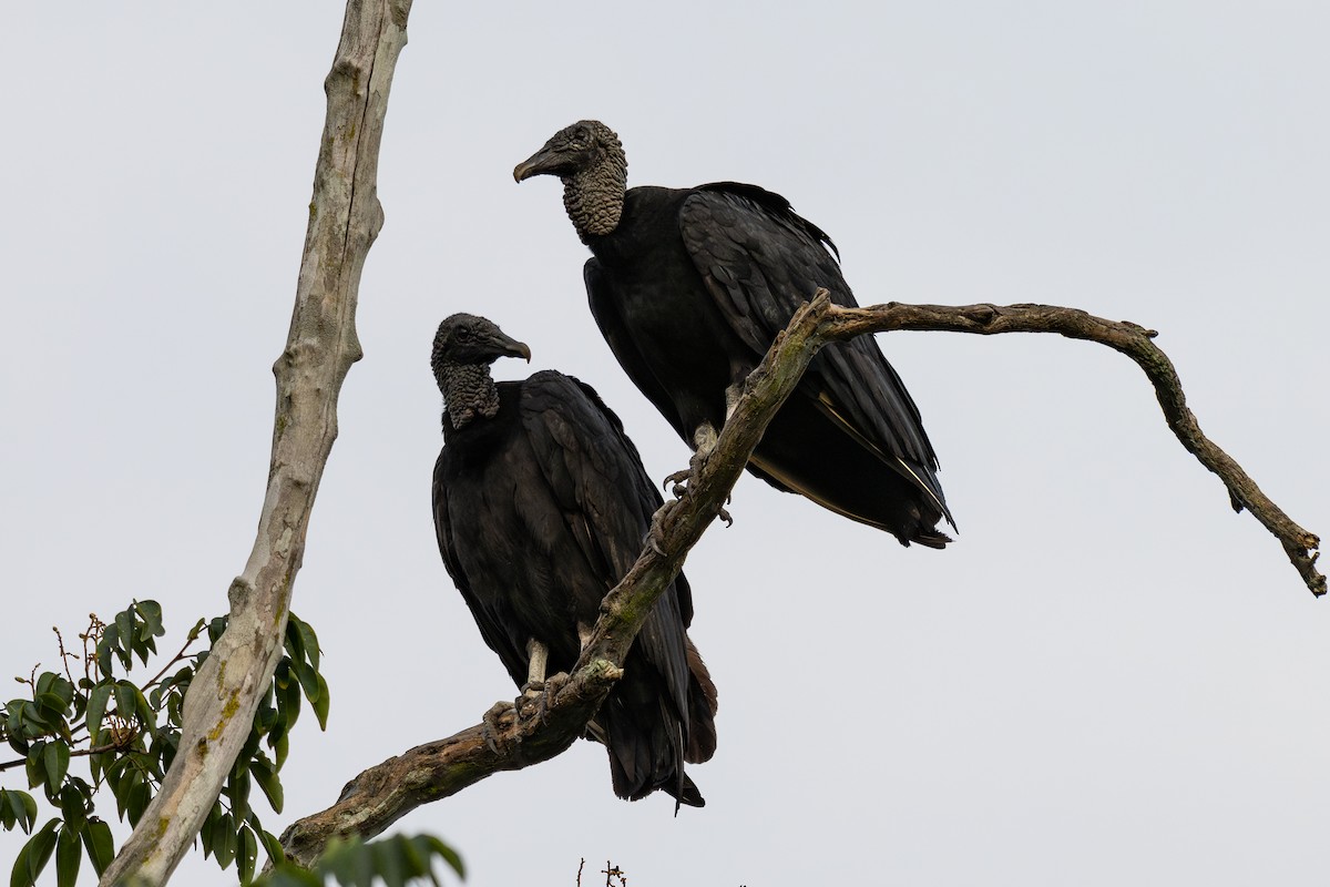 Black Vulture - ML643767742