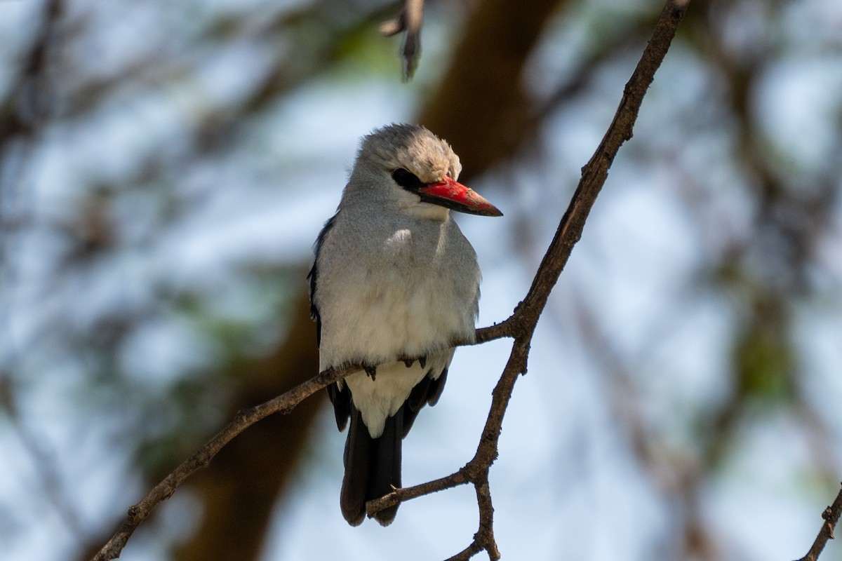 Woodland Kingfisher - ML643767751