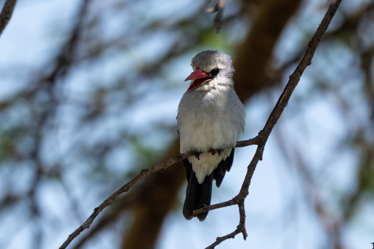 Woodland Kingfisher - ML643767752