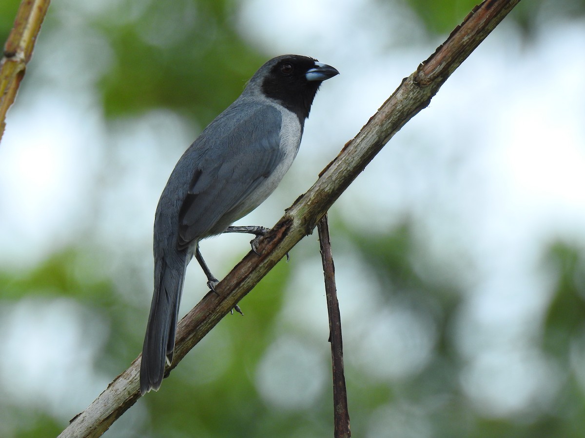 Чернолицая танагра - ML643767755