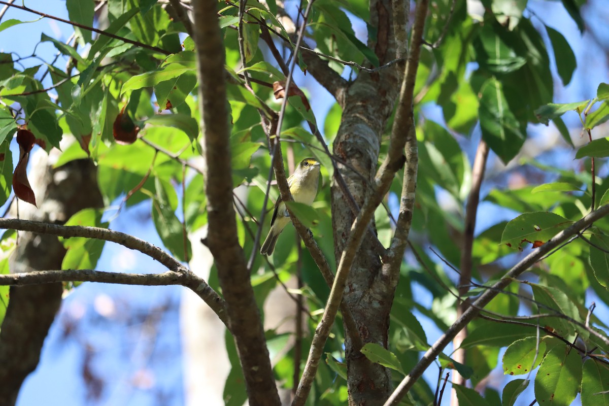 Weißaugenvireo - ML643767759