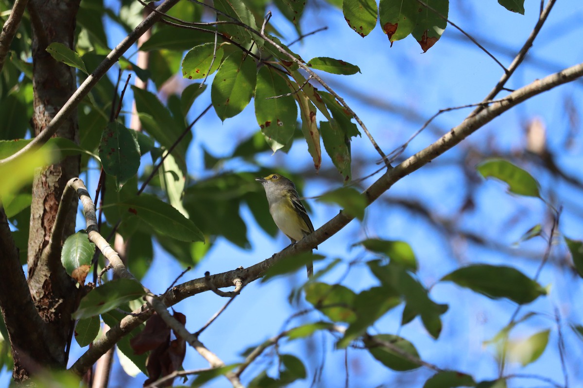 Weißaugenvireo - ML643767760