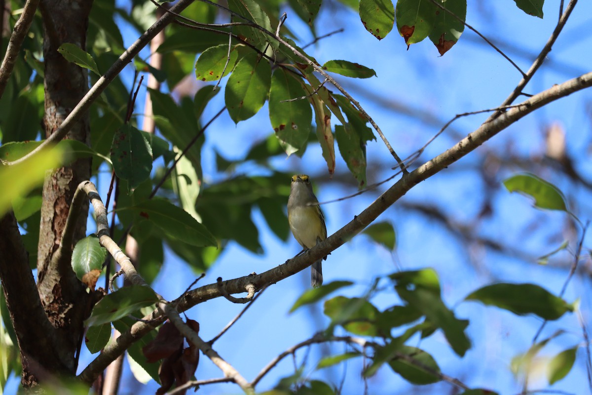 Weißaugenvireo - ML643767761