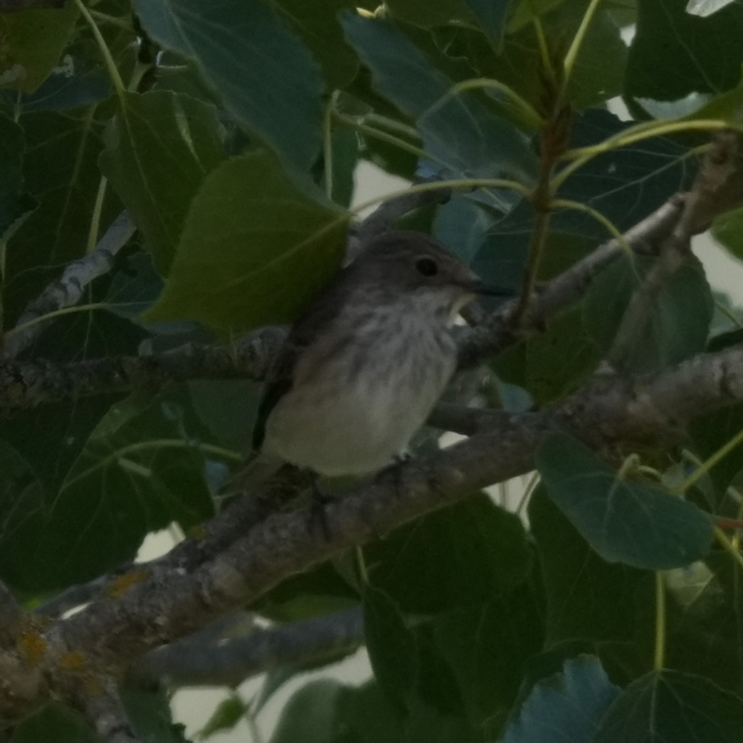 Spotted Flycatcher - ML643767786