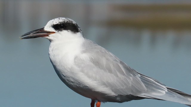 Forster's Tern - ML643767813